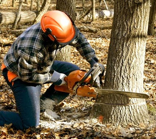 Tree Removal in Mountain View, OK